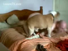 A bald man is fucked by his dog.